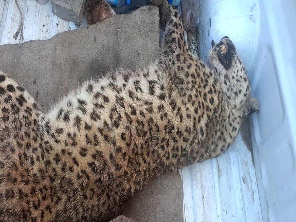 یک قلاده پلنگ در روستایی از توابع شهرستان قوچان کشته شد