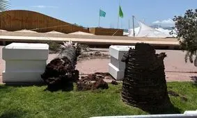 سقوط نخل در جشنواره کن