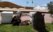 سقوط نخل در جشنواره کن