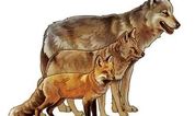 یک بار برای همیشه تفاوت گرگ، شغال و روباه را با رسم شکل یاد بگیرید