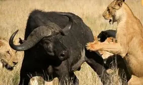 مبارزه یک گاومیش با ۱۵ شیر و ۳ اسب آبی!/ ویدئو