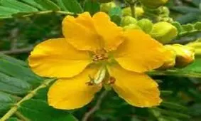 سنا، گیاهی برای درمان یبوست