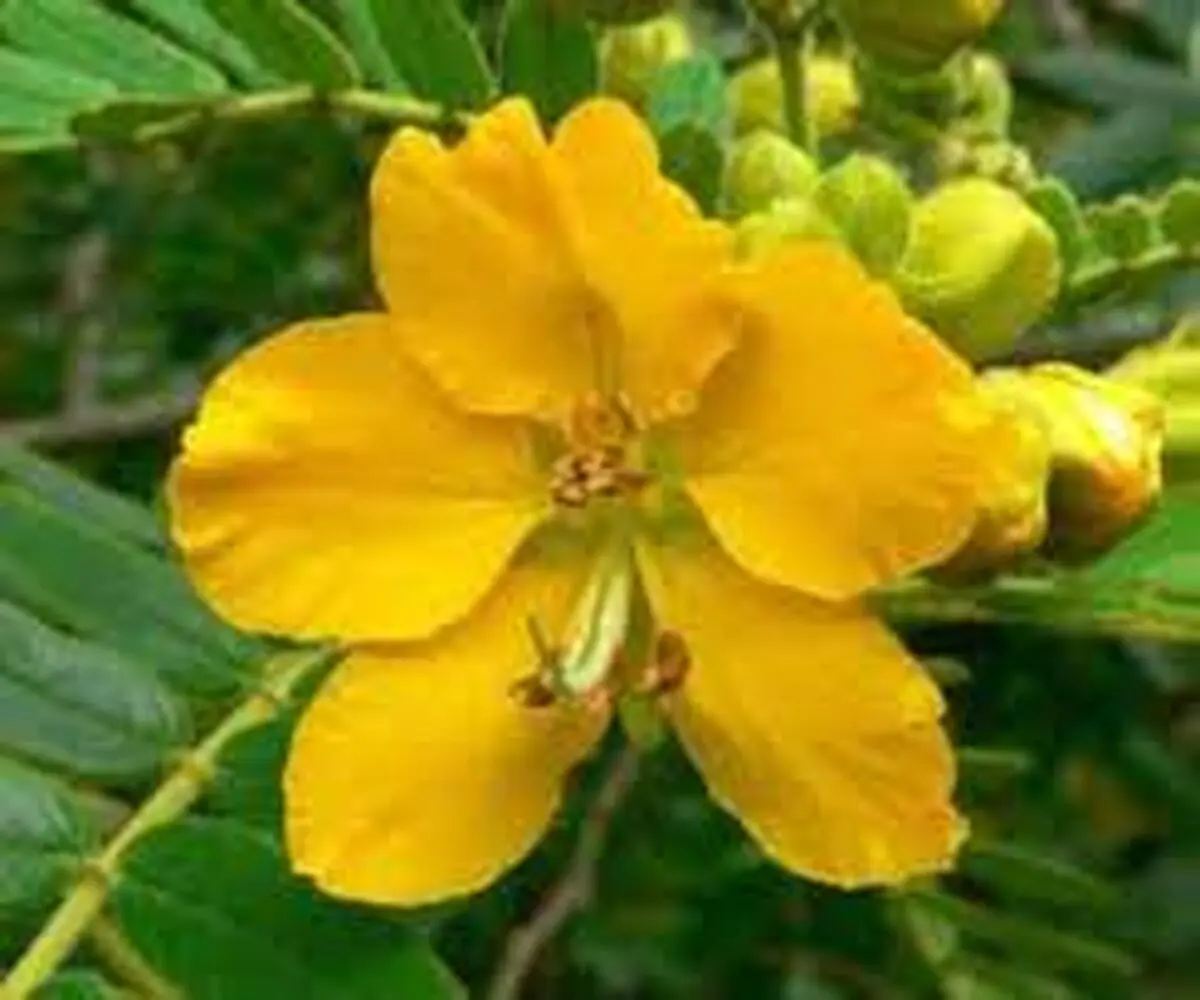 سنا، گیاهی برای درمان یبوست
