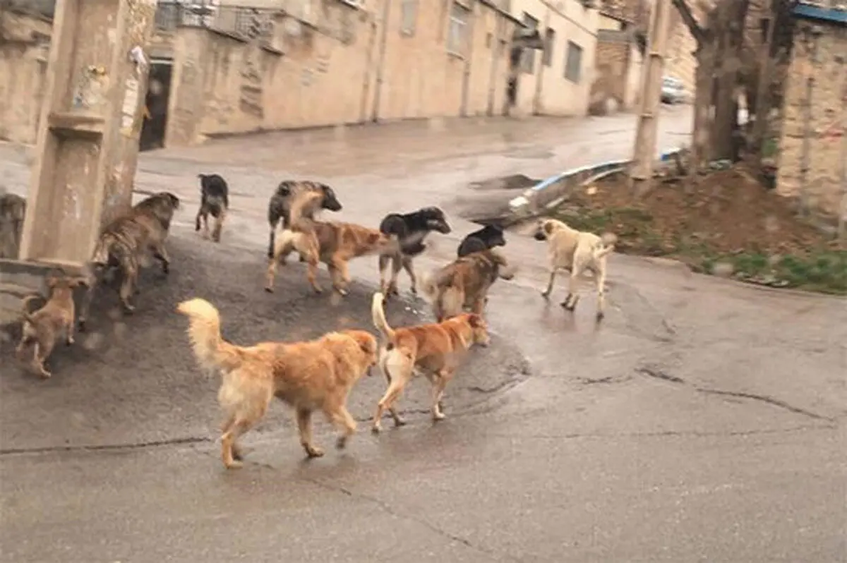 مراقب این باکتری در پارک ها باشید!