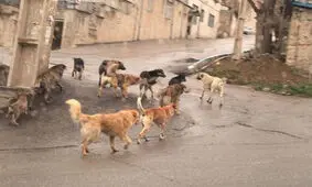 مراقب این باکتری در پارک ها باشید!