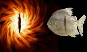 چرا این ماهی به نام شیطان «ارباب حلقه‌ها» نامگذاری شده است؟