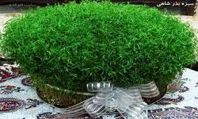 آموزش رویاندن سبزه عید با ۵ روش