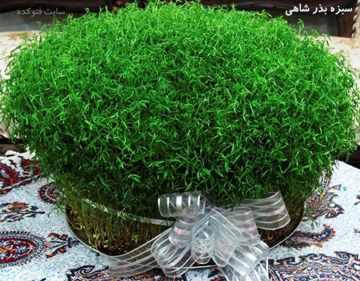 آموزش رویاندن سبزه عید با ۵ روش