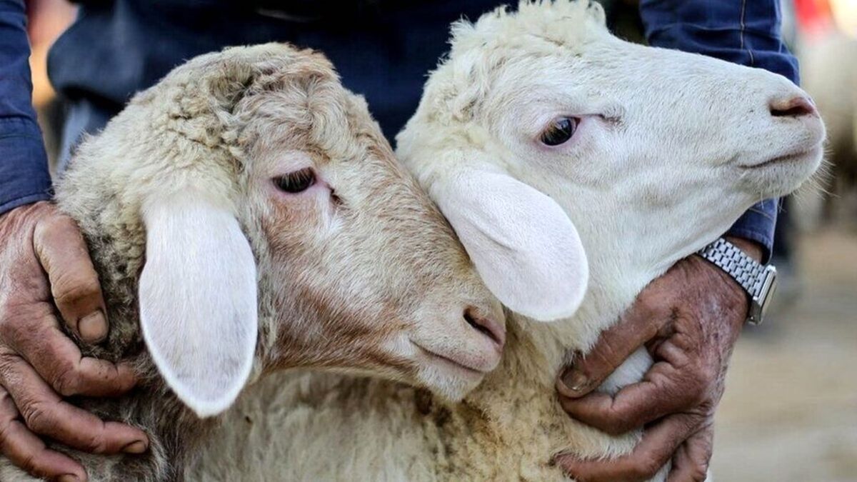 تصاویر گوسفندهای شگفت‌انگیز ۳ میلیارد تومانی!
