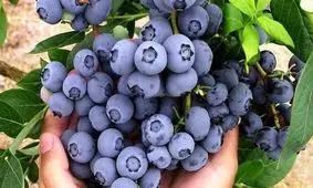 ترمیم سریع زخم های دیابتی با کمک بلوبری!