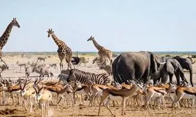 هوش کدام حیوان با کودک سه‌ساله برابر است؟