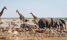 هوش کدام حیوان با کودک سه‌ساله برابر است؟