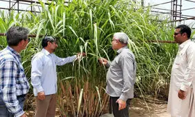 تولید ارقام نیشکر سازگار با اقلیم خوزستان در ایستگاه تحقیقاتی چابهار