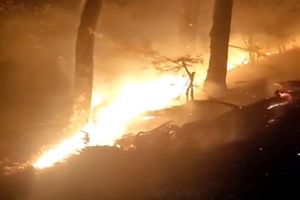 آتش سوزی ۱۵ هکتار از جنگل‌های سلانسر رودبار