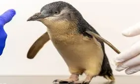 انجام ام‌آر‌آی برای نخستین بار روی یک پنگوئن/ ویدئو