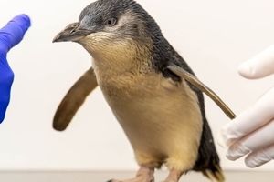 انجام ام‌آر‌آی برای نخستین بار روی یک پنگوئن/ ویدئو