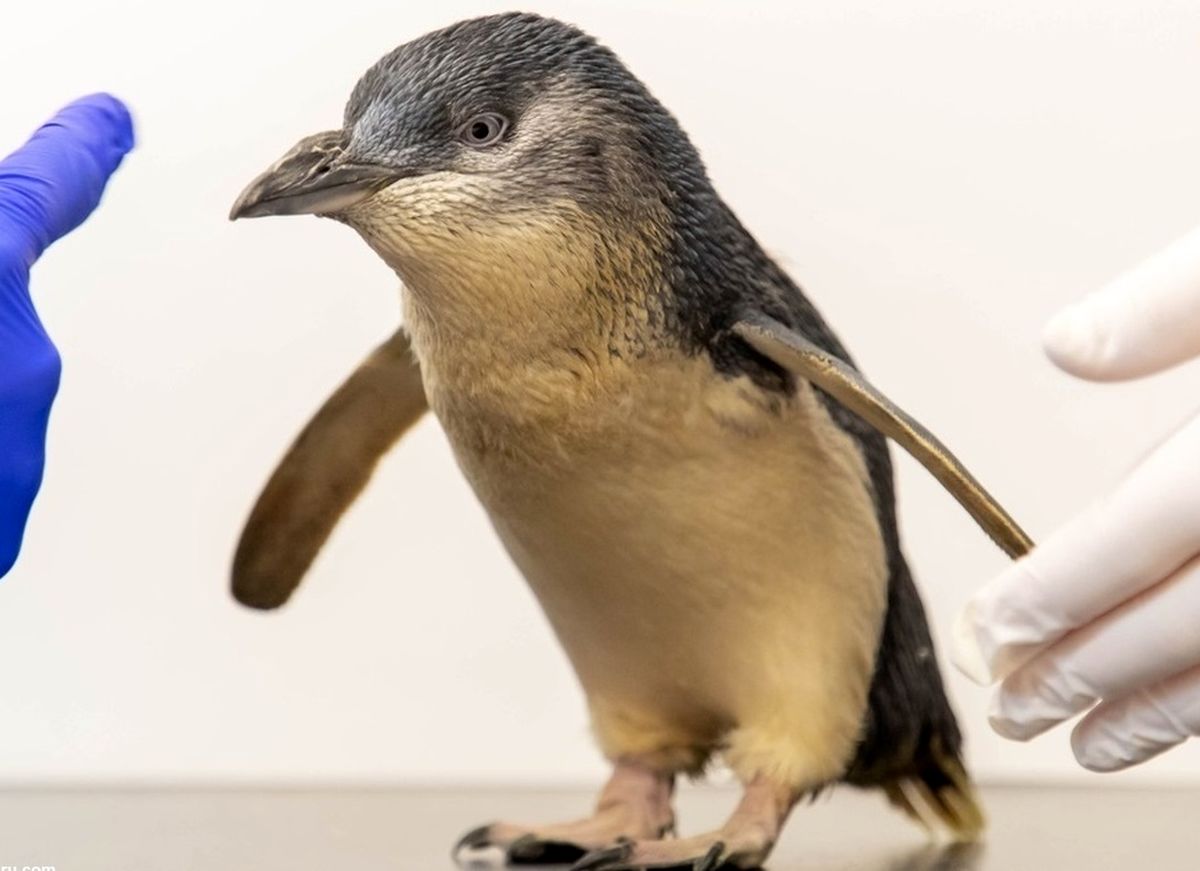 انجام ام‌آر‌آی برای نخستین بار روی یک پنگوئن/ ویدئو