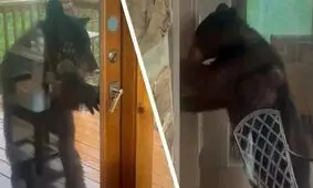 خرس سیاه پشت در خانه لحظات ترسناکی را رقم زد/ ویدئو