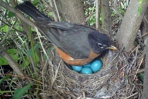 ۱۰ پرنده‌ای که تخم آبی می‌گذارند