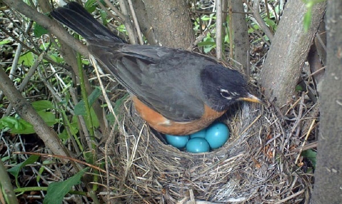 ۱۰ پرنده‌ای که تخم آبی می‌گذارند
