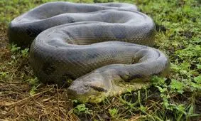 مار آناکوندا پس از بلعیدن طعمه‌اش گیر افتاد/ ویدئو