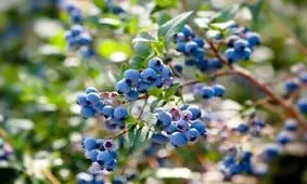 ترمیم سریع زخم ‌های دیابتی با این میوه خوشرنگ