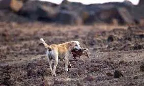 تهدید افزایش جمعیت حیوانات اهلی برای محیط زیست/ چگونه می‌توانیم به حیوانات کمک کنیم؟ 
