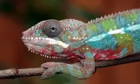 رنگارنگ‌ترین «مارمولک‌ها» در سراسر جهان 