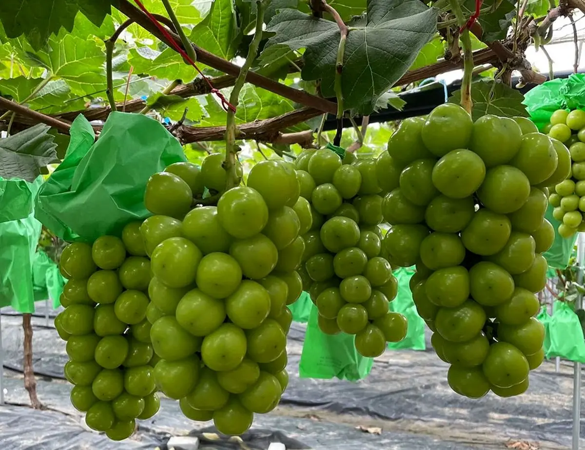 با کاشت این نهال انگور، سوددهی باغ خود را ۳ برابر کنید!