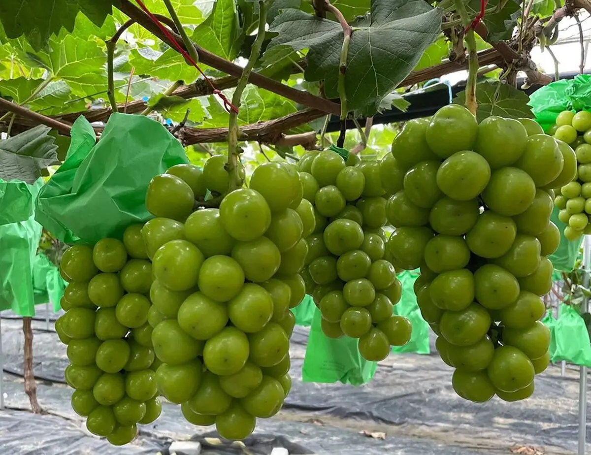 با کاشت این نهال انگور، سوددهی باغ خود را ۳ برابر کنید!
