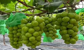 با کاشت این نهال انگور، سوددهی باغ خود را ۳ برابر کنید!