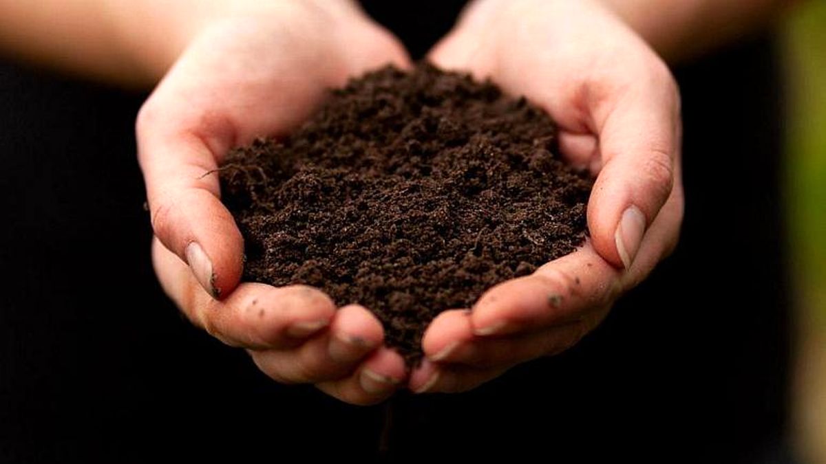 کمپوست انسانی؛ چگونه پس از مرگ، جسد انسان به کود تبدیل میشود؟
