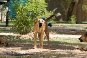 حمله یک سگ به کودکی در پارک ششصد دستگاه مشهد
