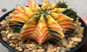 پرورش و نگهداری کاکتوس چانه یا همان ژیمنوکالیسیم