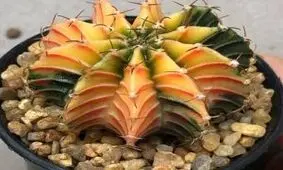 پرورش و نگهداری کاکتوس چانه یا همان ژیمنوکالیسیم