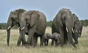 خود درمانی حیوانات یا (Zoopharmacognosy)/ ویدئو