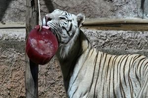 باغ وحش رم به حیوانات غذای یخ‌زده می‌دهد/ ویدئو