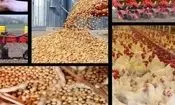 موج جدید جهش قیمت مرغ در راه است؟