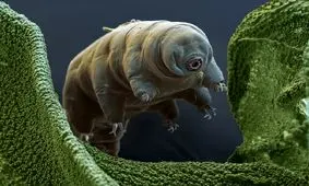 می‌توانیم اکسیر جوانی را از خرس‌های آبی قرض بگیریم!

