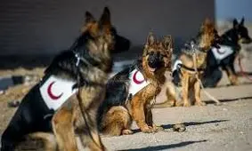 مصدومیت سگ تجسس هلال احمر در عملیات زندان اوین/ ویدئو