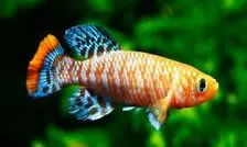 ماهی کوتاه‌عمری که ناجی کلیه انسان‌ها می‌شود