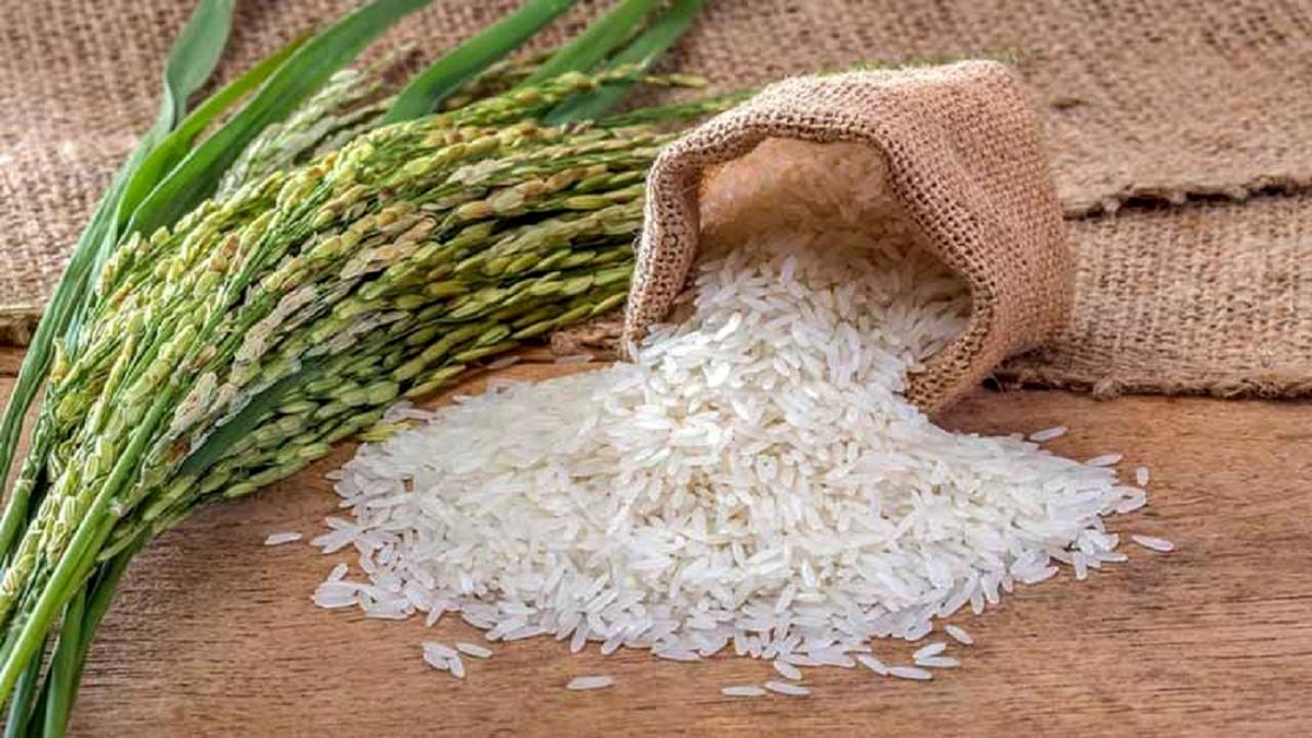 ضرورت واردات ماهانه حداقل ۱۵۰ هزار تن برنج