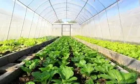 ضرورت قرار دادن آب خنک در واحدهای طیور و دام