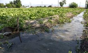 تداوم روش های سنتی در آبیاری به کم آبی دامن می زند
