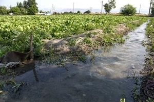 تداوم روش های سنتی در آبیاری به کم آبی دامن می زند
