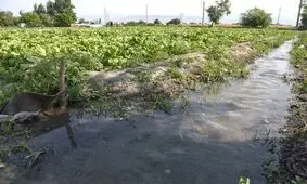تداوم روش های سنتی در آبیاری به کم آبی دامن می زند
