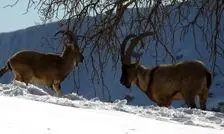 انتقال گونه‌های حیات‌ وحش پردیسان به مراکز امن‌تر
