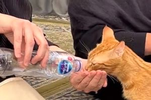 اقدام تحسین شده زنی با یک گربه در مسجد نبوی/ ویدئو

