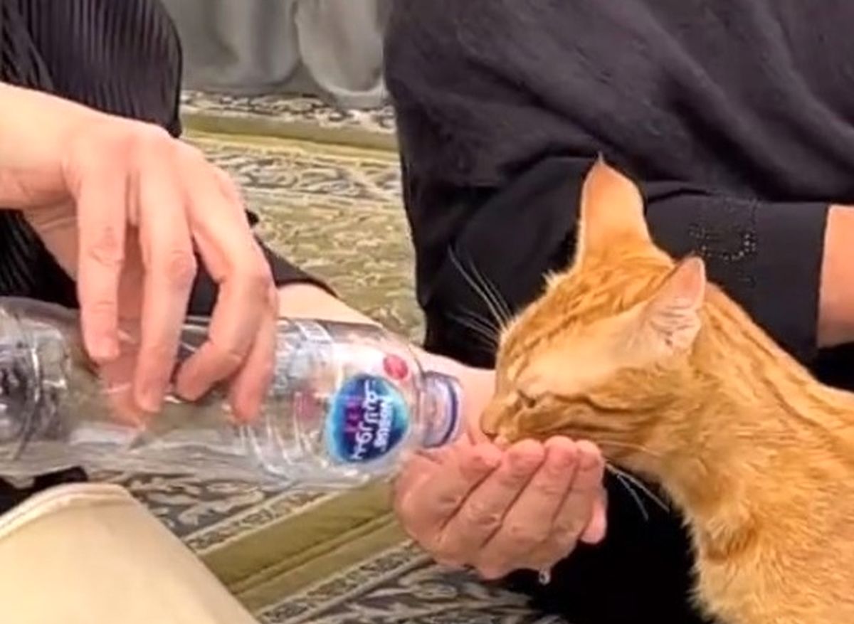 اقدام تحسین شده زنی با یک گربه در مسجد نبوی/ ویدئو

