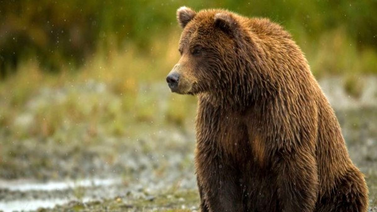 حمله خرس به مرد یاسوجی؛ جدال نفس‌گیر تا انتقال به بیمارستان


